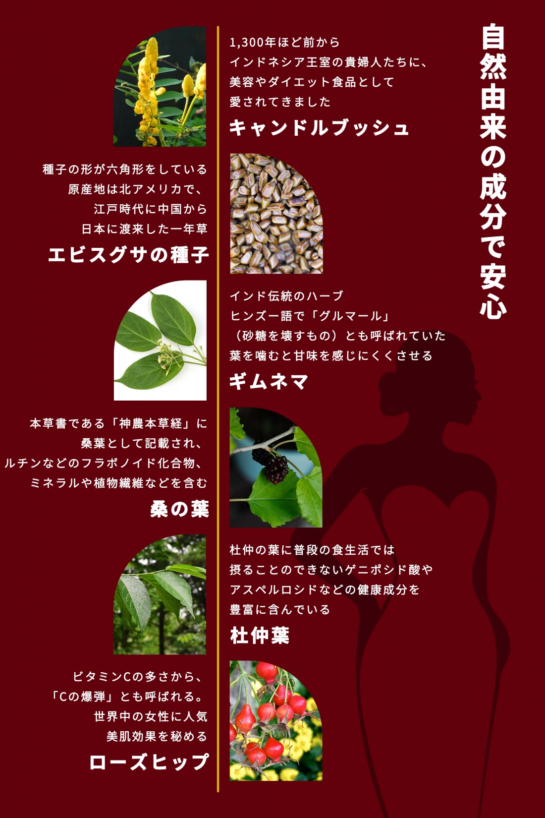 キャンドルブッシュ 焙煎キャンドルブッシュ茶 エビスグサの種子 ギムネマ 桑葉 杜仲葉 ローズヒップ オリジナル ブレンド 16包 ダイエット 便秘